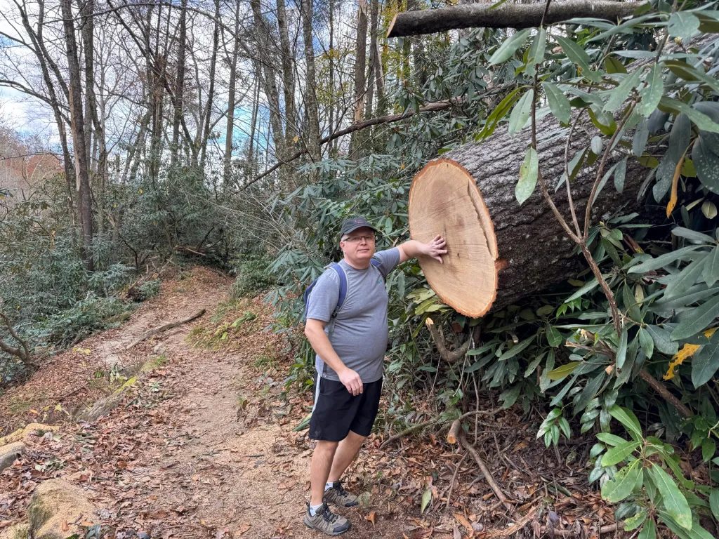 This is how you measure a tree’s age in SoCar
